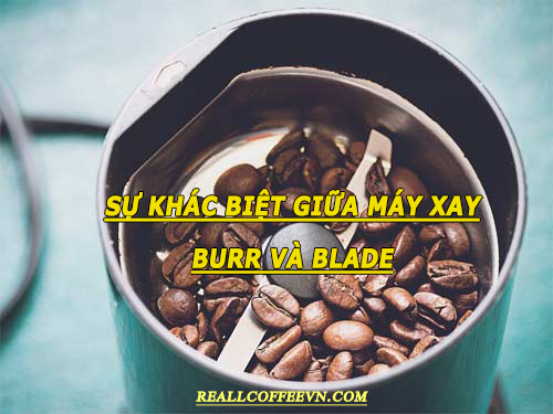 Sự khác biệt giữa máy xay Burr và máy xay Blade